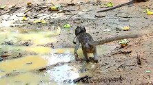 小猴子被雨淋后出来找吃的，猴妈妈先吃好的！
