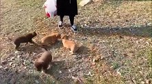 带上一大锅饭，到郊外去喂一大群流浪狗宝宝！