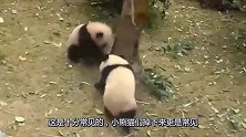 顽皮熊猫爱爬树，当树断的一刹那，心都提起来了