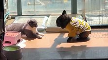 小法斗在猫咪面前卖萌，然后装假不经意靠近猫咪，结果还是挨打了