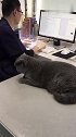 猫：啥是打针铲屎的打针痛不痛呀！