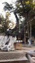 中国最奇特的桥，竟然是树长成的，已经用了300多年