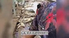涿州一养殖场近80万斤鱼被洪水呛死，老板：急需人手收集死鱼，做无害化处理