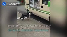 吃货小狗恋上蛋卷 忠实等待冰淇淋车  听到音乐就迫不及待