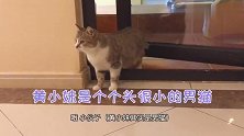 口炎小猫咪为何迟迟不肯迈出进家门的第一步，原来他需要邀请