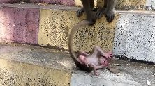 小猴子撒泼耍赖，猴妈一招制敌，猴哥欲哭无泪！