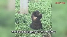 合肥动物园“国字脸”猴“丑”出圈！引游客赞叹围观