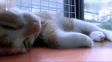 猫咪睡得正香，突然被雷声吓到喵呜，求抱抱
