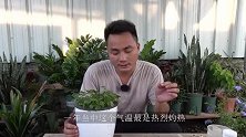 狠狠地“利用”一把三伏天，让自家铜钱草爆炸生长