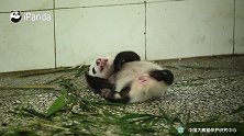 熊猫宝宝做仰卧起坐有多难？