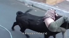 印度小伙骑摩托车戏弄公牛，牛吸了一鼻子尾气，太憋屈了