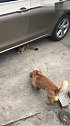 猫：让你吃独食，以后我见你一次挠你一次！