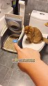 为了它的健康，保证以后每天洗脚萌宠嗨玩季 猫咪 猫咪日常