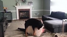 看见主人“晕倒”了，罗威纳犬急得不行，暖心！