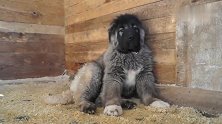 高加索：不太老实的高加索牧羊犬小公狗，外貌真帅气！精神气很足