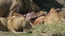 狮子一家在用餐，慢慢的享受美食，这是多么的幸福。