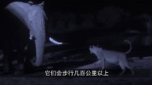 大象落单被狮群围攻，为活命大象不断奔跑，镜头记录全过程！