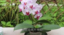做好2招，蝴蝶兰不用管 ，也能开花多