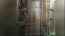 会说北京话的鹦鹉，向大爷告状，宫丽梅妈妈打我了