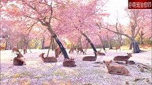 樱花季的奈良公园，一群鹿在趴着休息，画面好像仙境啊！