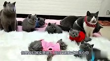 猫咪不离不弃，为已故主人守墓直到去世