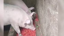 果农樱桃大丰收，颗粒小的干脆拿去喂猪，网友：活的不如猪！