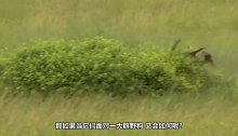 一只疣猪对抗十几只野狗，做一反常举动巧妙脱险，镜头记录全过程