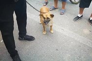中华田园犬真有情义，卖给新主人后牵都牵不走，不停地回头看主人