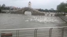 山东白鲢湖里“群魔乱舞” 专家：台风来了它们受到惊吓