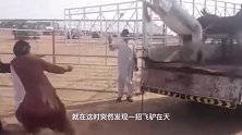 动物：水牛在觅食，司机抱着侥幸心理冲过去，结果小车直接被掀起