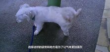 狗狗对着电网撒尿，本想标记地盘，结局却让它狗生难忘