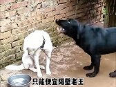 白狗，这黑狗有病吧。动物的迷惑行为