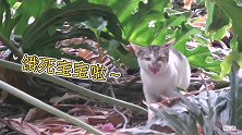 小猫饿得嗷嗷叫向路人救助，还好兜里有猫粮，赶紧给倒上