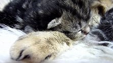 枕在猫妈妈腿上睡觉的猫咪，这萌萌哒的样子，可爱极了！