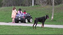 威武的狗狗保镖，杜宾犬守护小孩们的安全！主人远处观望