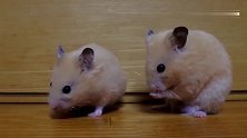 两只小仓鼠一起玩闹，可爱的小样子萌翻了