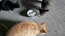 3只小猫咪闹着要吃小鱼干，萌萌哒样子真可爱