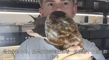 一旦食用未煮熟的“非洲巨蜗牛”，后果不堪设想，谁想焗个蜗牛
