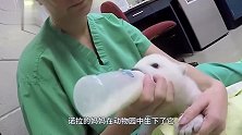 北极熊出生6天被生母遗弃！饲养员买了一只玩具熊陪着他
