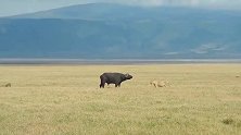 动物世界：野牛落单，四周还围着一群狮子，接下来有好戏看了！