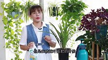 夏季养兰花，4种情况坚决不喷叶面肥，弊大于利