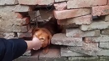 狗你自己进来看看这是狗住的什么条件!真的是