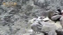 停火又破灭，塔利班再次发动袭击，美军装甲车被炸毁多人伤亡