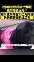 网友：导盲犬撒尿，排便问题的确应该宽容些 导盲犬 人心