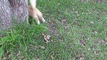 坐在树下玩耍的猫咪，看着奇葩的坐姿，真是好搞笑！