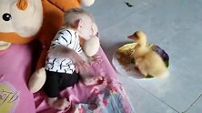 小猴子母性大发，把小鸭子抱在怀里亲了又亲，太有趣了