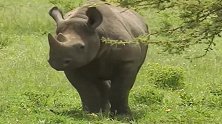 小犀牛在哭泣，犀牛妈妈不理会它！