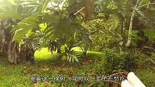 揭秘原来面包树真的存在，饿了就摘下下来，和面包味道一样