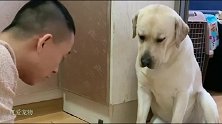 拉布拉多老四这副德行啊，怎么评价比较合适呢？网友偏偏喜欢它