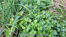 苗大姐5元豆腐5条鱼，一盆浓浓的白汤，没有辣椒汤更鲜